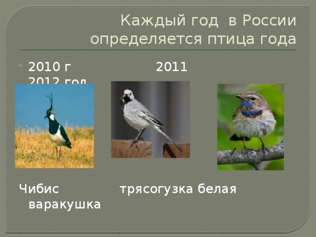 Каждый год в России определяется птица года 2010 г 2011 2012 год Чибис трясогузка белая варакушка