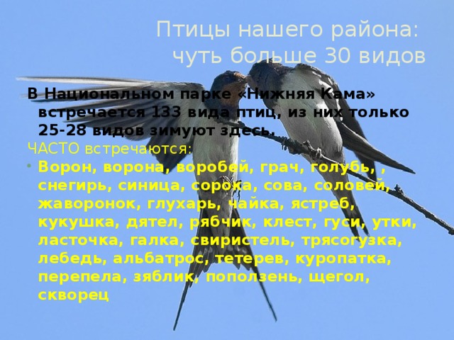 Птицы нашего района:  чуть больше 30 видов В Национальном парке «Нижняя Кама» встречается 133 вида птиц, из них только 25-28 видов зимуют здесь. ЧАСТО встречаются: