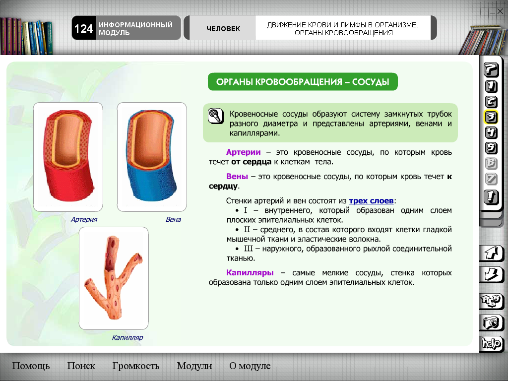 Движение крови по сосудам 8 класс презентация