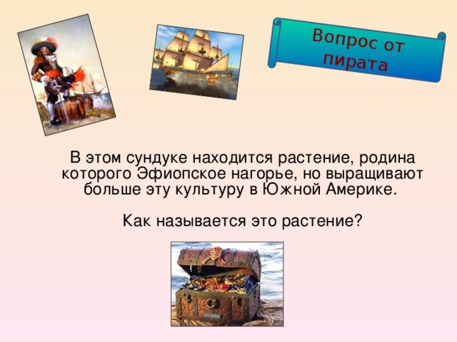 Вопрос от пирата  В этом сундуке находится растение, родина которого Эфиопское нагорье, но выращивают больше эту культуру в Южной Америке.   Как называется это растение?