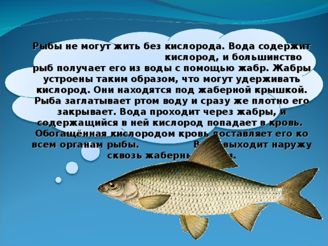 Рыбы не могут жить без кислорода. Вода содержит кислород, и большинство рыб получает его из воды с помощью жабр. Жабры устроены таким образом, что могут удерживать кислород. Они находятся под жаберной крышкой. Рыба заглатывает ртом воду и сразу же плотно его закрывает. Вода проходит через жабры, и содержащийся в ней кислород попадает в кровь. Обогащённая кислородом кровь доставляет его ко всем органам рыбы. Вода выходит наружу сквозь жаберные щели.