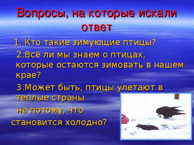 Вопросы, на которые искали ответ  1. Кто такие зимующие птицы?  2.Всё ли мы знаем о птицах, которые остаются зимовать в нашем крае?  3.Может быть, птицы улетают в теплые страны  не потому, что  становится холодно?