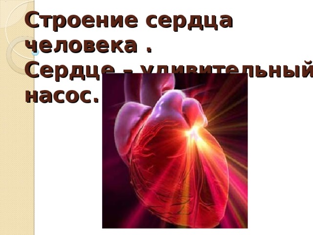 Строение сердца человека .  Сердце – удивительный насос.