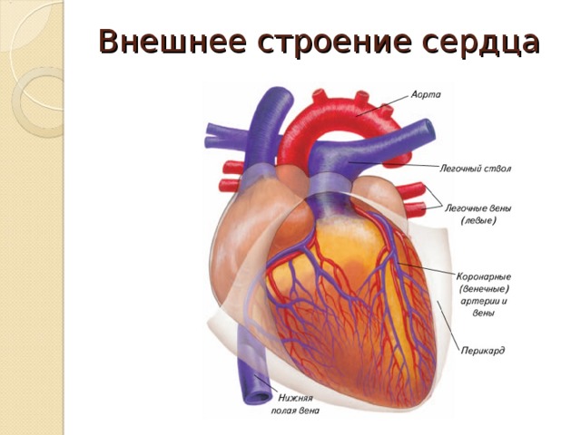 Внешнее строение сердца