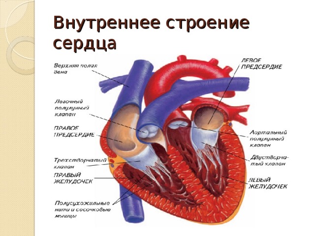 Сердечная система биология 8 класс