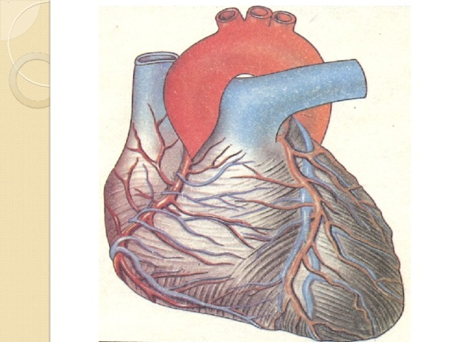 Сердце биология тест. Рисунок сердца биология 8 класс карандашом.