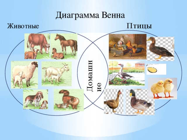 Диаграмма Венна Животные Птицы Домашние