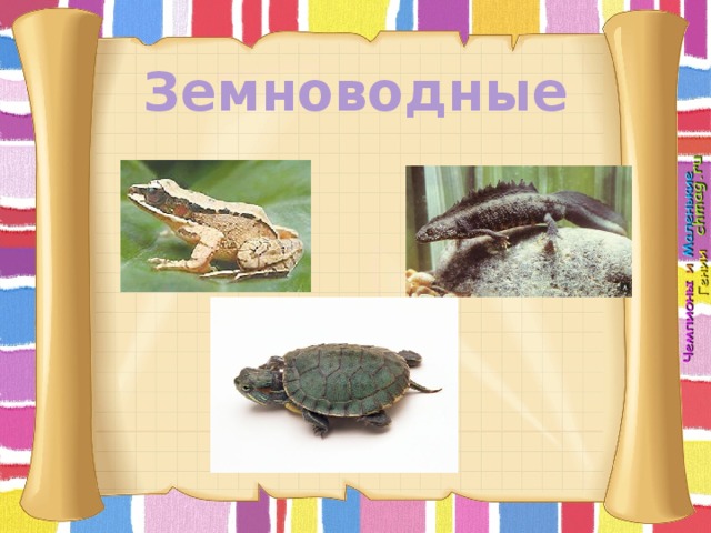 Земноводные