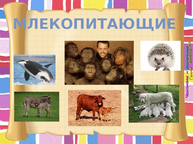 Млекопитающие