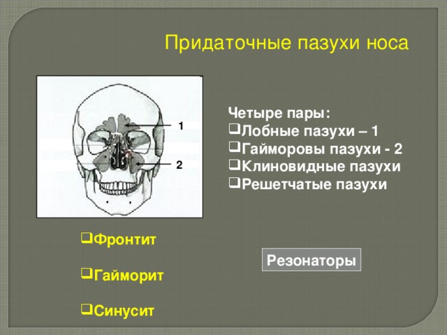 Придаточные пазухи носа Четыре пары: Лобные пазухи – 1 Гайморовы пазухи - 2 Клиновидные пазухи Решетчатые пазухи 1 2 Фронтит  Гайморит  Синусит  Резонаторы