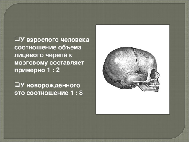 У взрослого человека соотношение объема лицевого черепа к мозговому составляет примерно 1 : 2  У новорожденного это соотношение 1 : 8