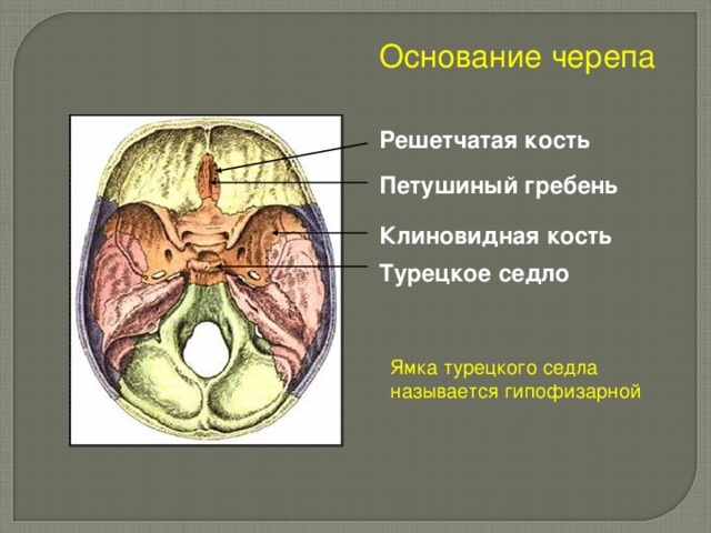 Основание черепа Решетчатая кость Петушиный гребень Клиновидная кость Турецкое  седло Ямка турецкого седла называется гипофизарной
