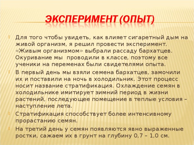 Для того чтобы увидеть, как влияет сигаретный дым на живой организм, я решил провести эксперимент. «Живым организмом» выбрали рассаду бархатцев. Окуривание мы проводили в классе, поэтому все ученики на переменах были свидетелями опыта. В первый день мы взяли семена бархатцев, замочили их и поставили на ночь в холодильник. Этот процесс носит название стратификация. Охлаждение семян в холодильнике имитирует зимний период в жизни растений, последующее помещение в теплые условия – наступление лета. Стратификация способствует более интенсивному прорастанию семян. На третий день у семян появляются явно выраженные ростки, сажаем их в грунт на глубину 0,7 – 1,0 см.