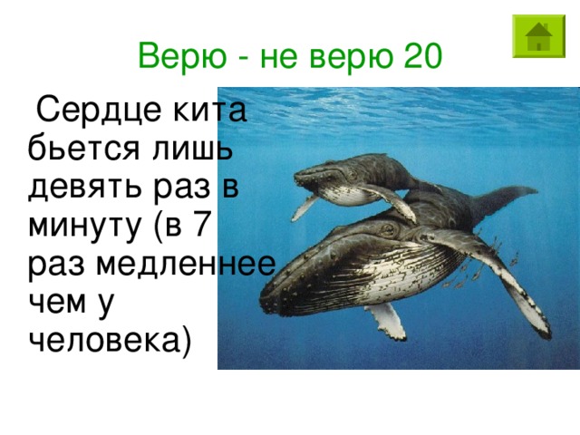 Верю - не верю 20  Сердце кита бьется лишь девять раз в минуту (в 7 раз медленнее чем у человека)