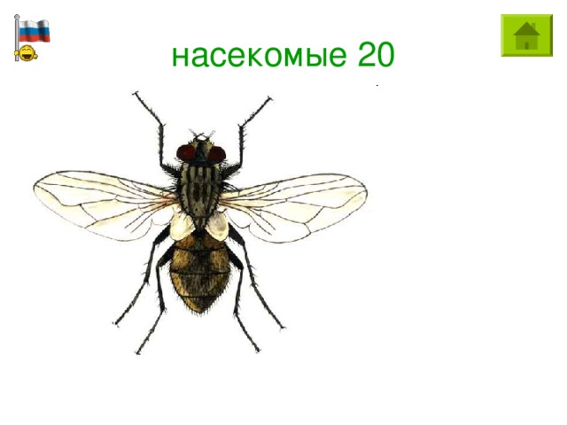 насекомые 20