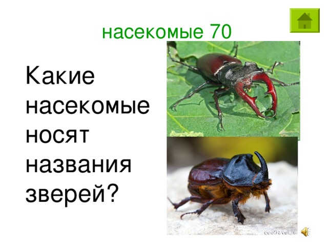 насекомые 70 Какие насекомые носят названия зверей?