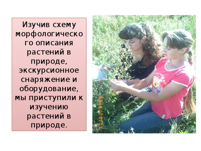 Изучив схему морфологического описания растений в природе,  экскурсионное снаряжение и оборудование, мы приступили к изучению растений в природе.