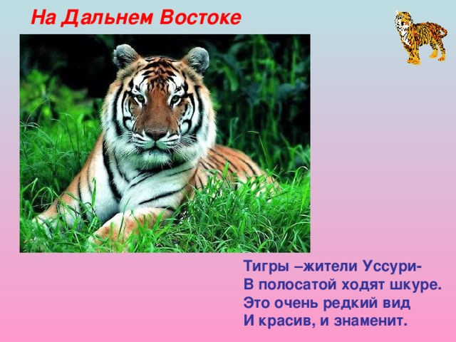 На Дальнем Востоке Тигры –жители Уссури- В полосатой ходят шкуре. Это очень редкий вид И красив, и знаменит.