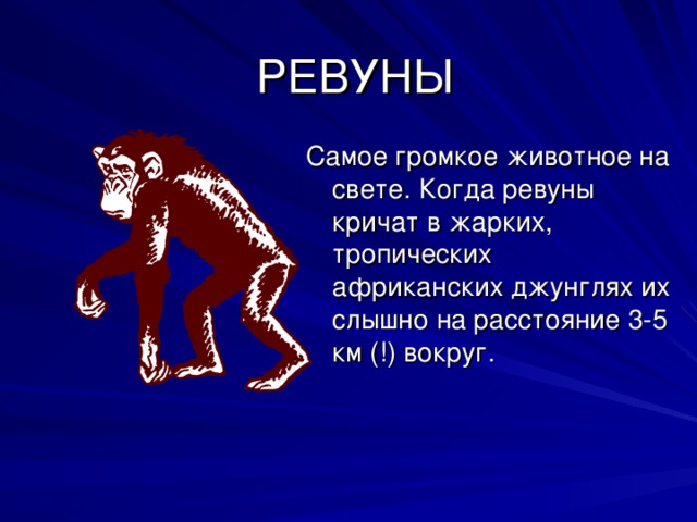 РЕВУНЫ Самое громкое животное на свете. Когда ревуны кричат в жарких, тропических африканских джунглях их слышно на расстояние 3-5 км (!) вокруг.