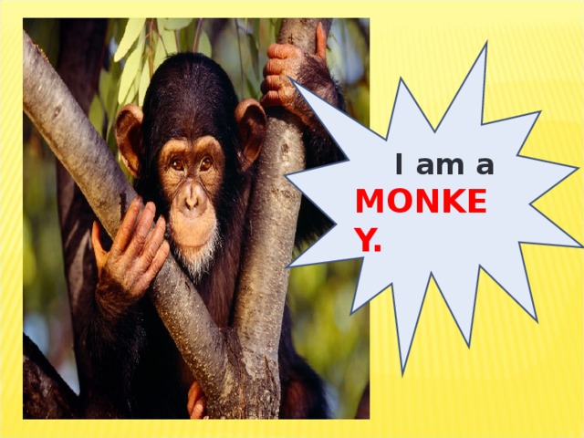 I am a MONKEY.