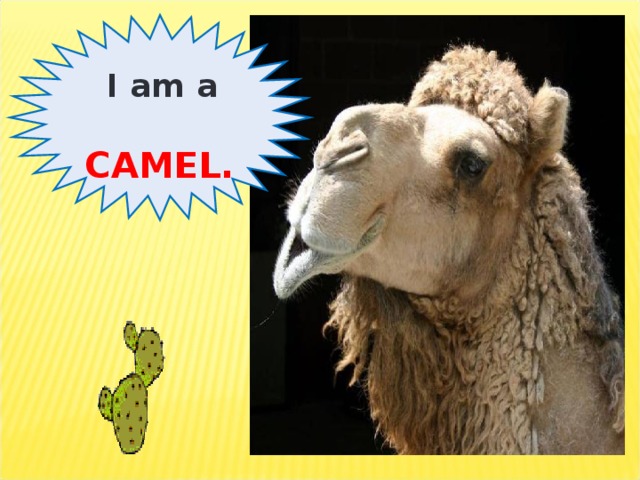 I am a CAMEL.