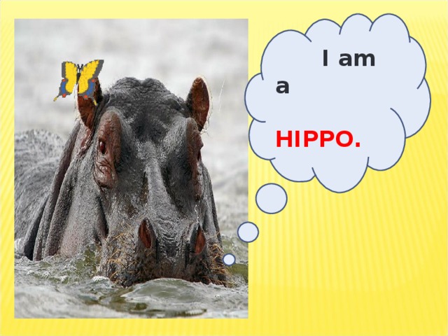 I am a  HIPPO.