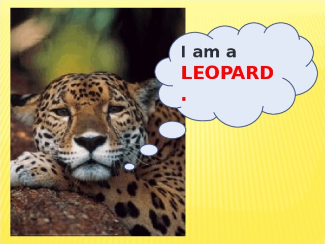 I am a LEOPARD.