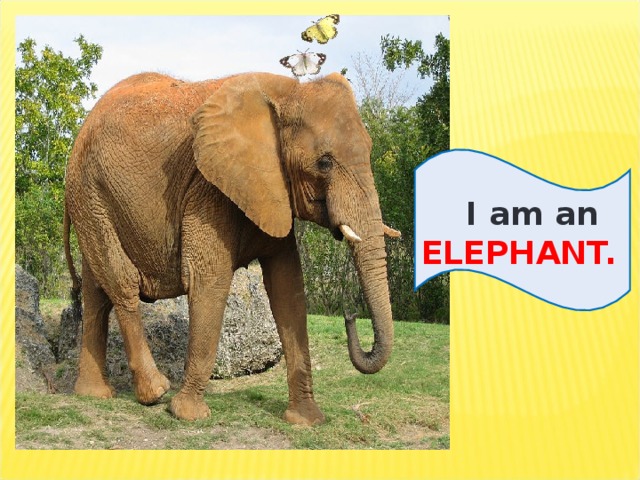 I am an ELEPHANT.