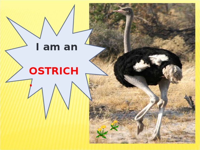 I am an OSTRICH.