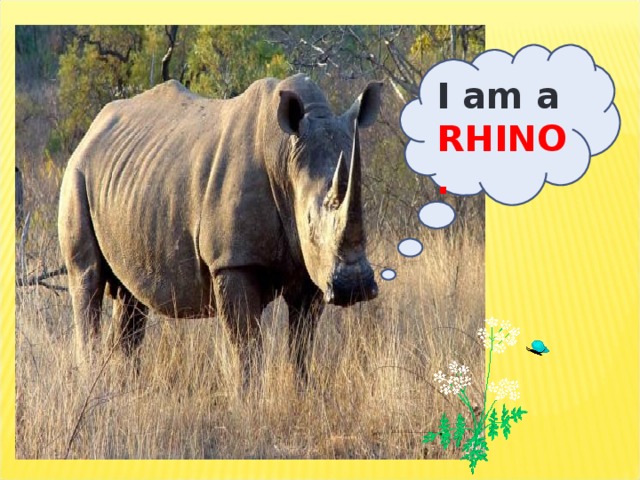 I am a RHINO.