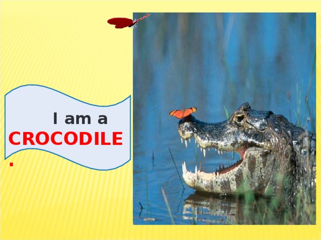 I am a CROCODILE.