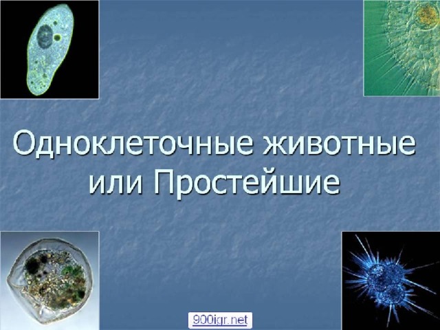 Подцарство одноклеточные 5 класс биология пасечник презентация