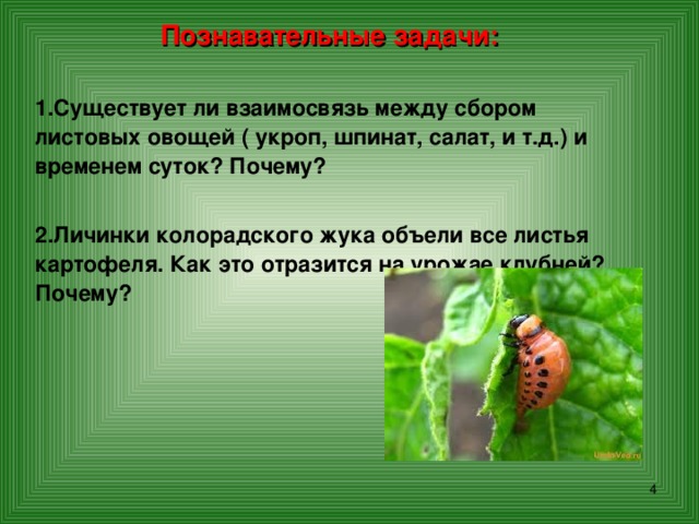 Познавательные задачи:  Существует ли взаимосвязь между сбором листовых овощей ( укроп, шпинат, салат, и т.д.) и временем суток? Почему?  Личинки колорадского жука объели все листья картофеля. Как это отразится на урожае клубней? Почему?