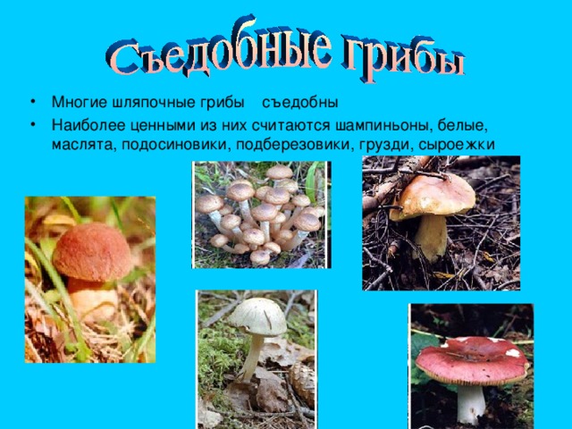 Многие шляпочные грибы съедобны Наиболее ценными из них считаются шампиньоны, белые, маслята, подосиновики, подберезовики, грузди, сыроежки
