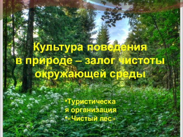 Туристическая организация «Чистый лес»