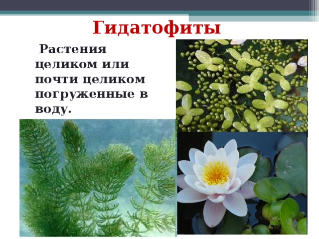 Растения пресных водоемов 2 класс начальная школа 21 века презентация