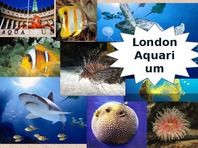 London Aquarium