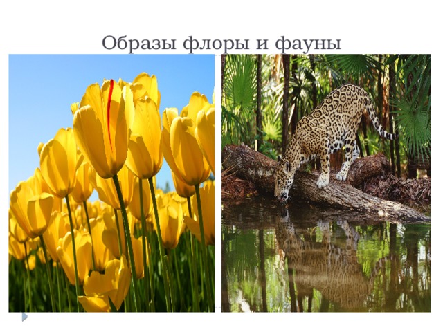 Образы флоры и фауны