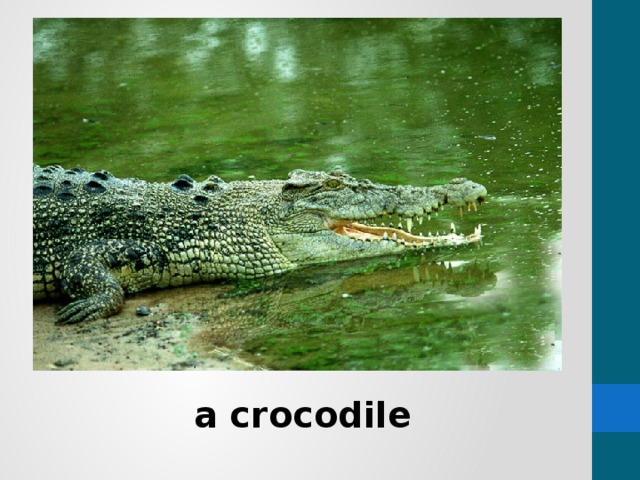 a crocodile