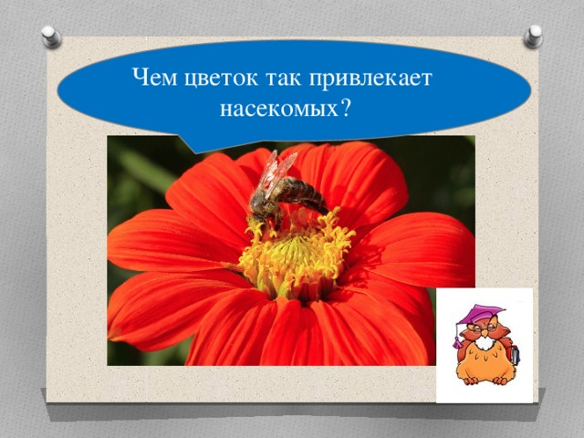 Чем цветок так привлекает насекомых?