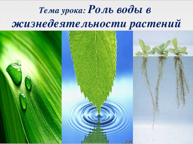 Тема урока: Роль воды в жизнедеятельности растений