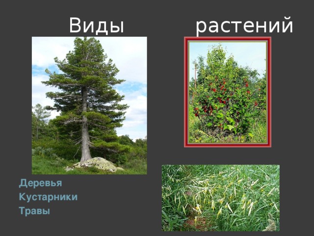 Виды растений Деревья Кустарники Травы