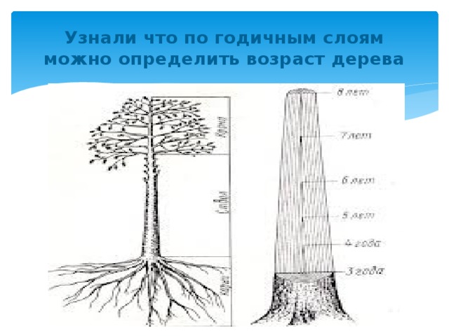 Узнали что по годичным слоям можно определить возраст дерева
