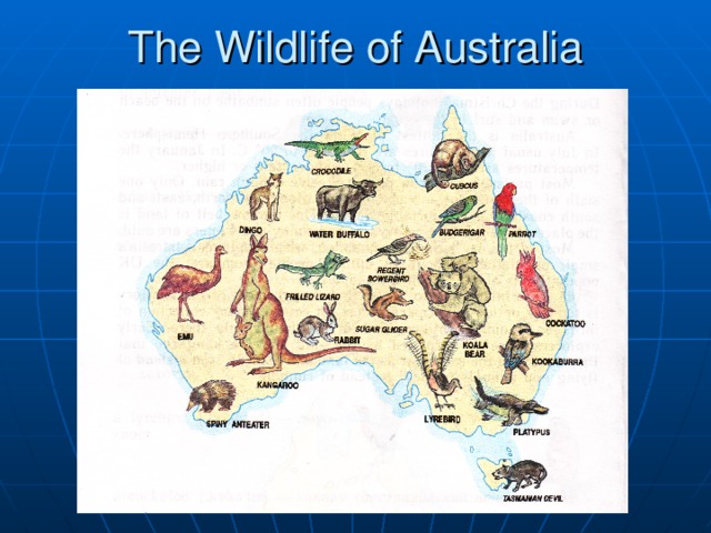 The Wildlife of Australia