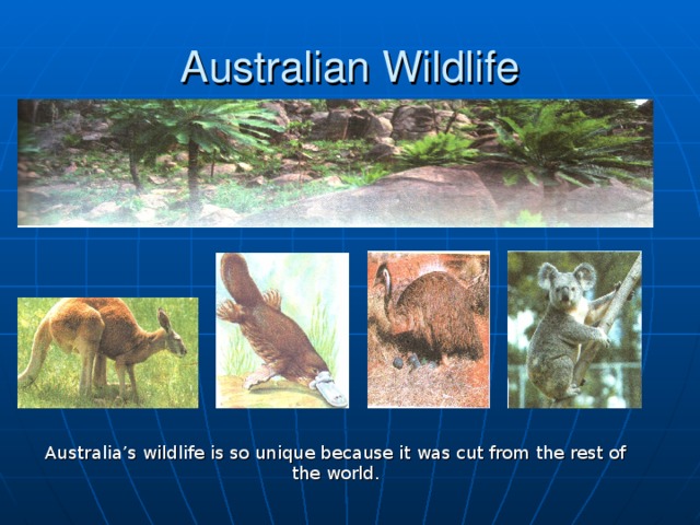 Australian Wildlife Australia’s wildlife is so unique because it was cut from the rest of the world.