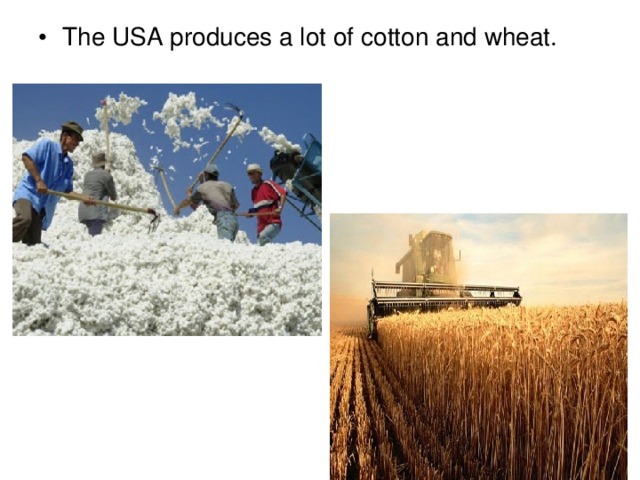 The USA produces a lot of cotton and wheat.