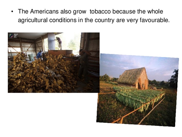 The Americans also grow tobacco because the whole agricultural conditions in the country are very favourable.