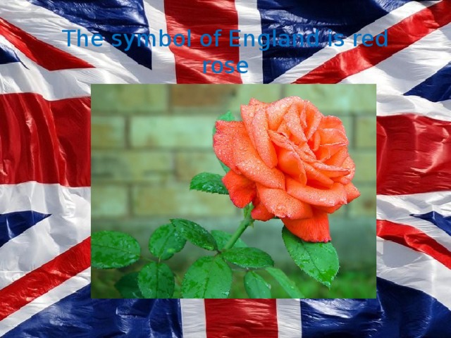 The symbol of England is red rose