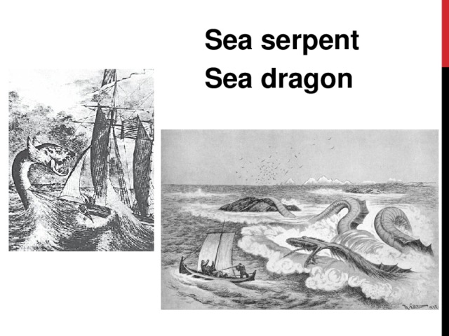 Sea serpent Sea dragon