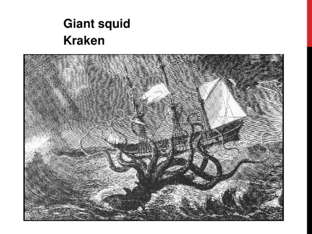 Giant squid Kraken